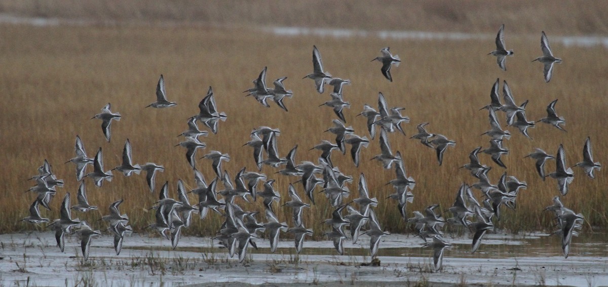 Хар элсэг - ML644163082