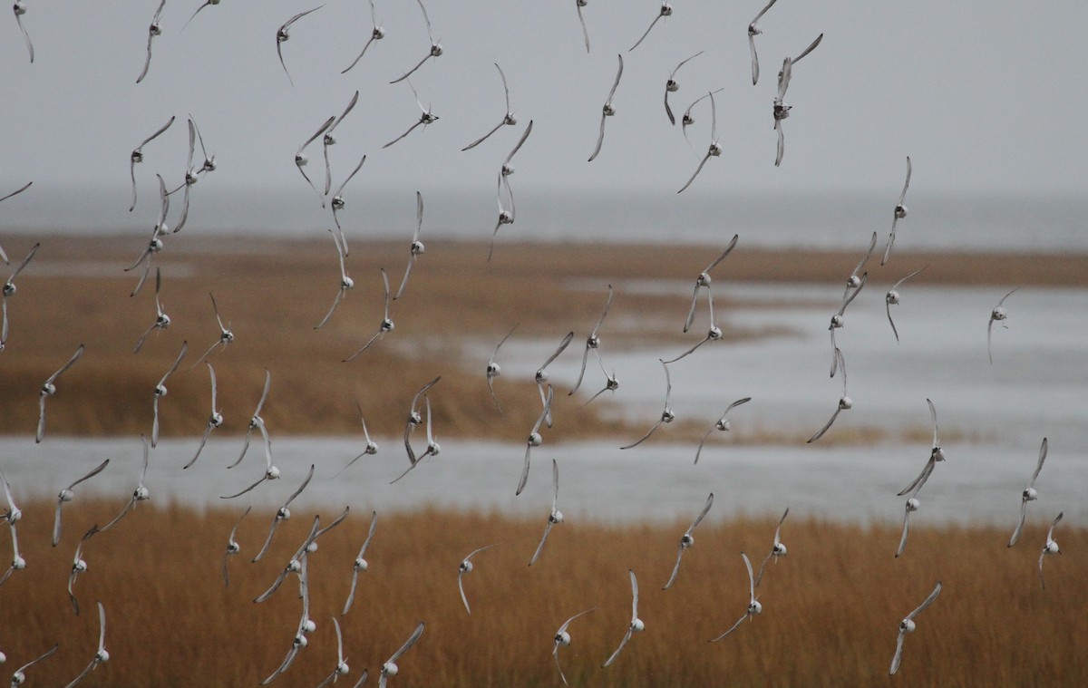 Хар элсэг - ML644163083