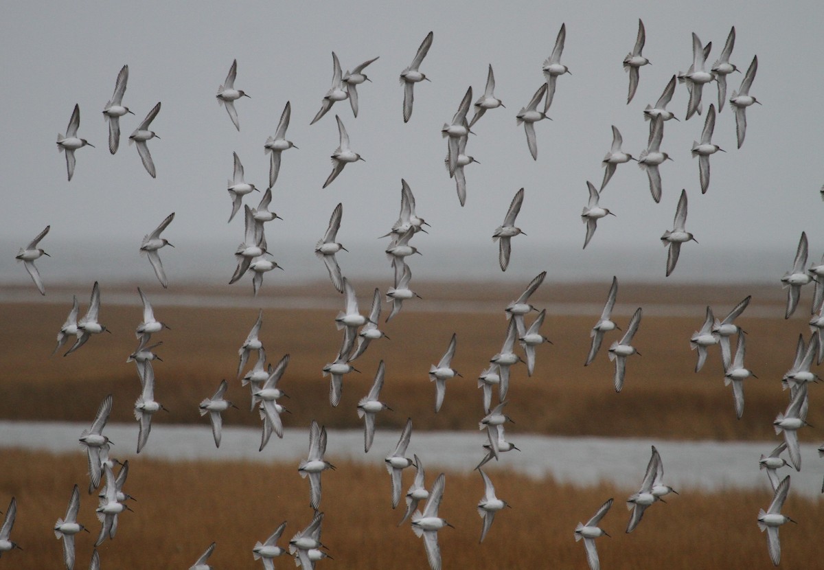 Хар элсэг - ML644163084