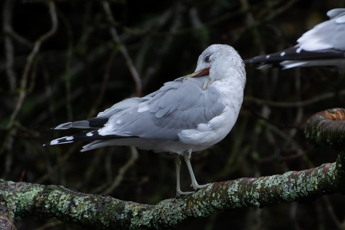 Gavina - ML644163111