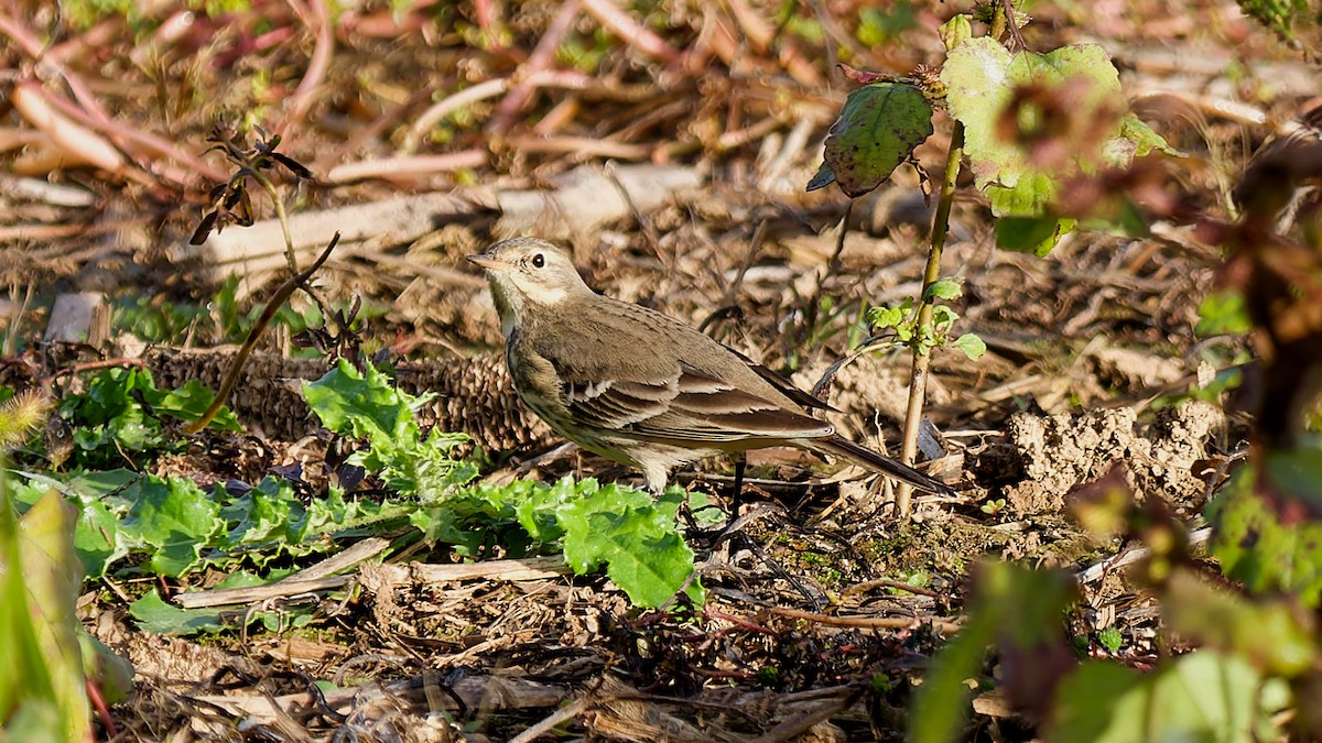 Pipit d'Amérique - ML644163140