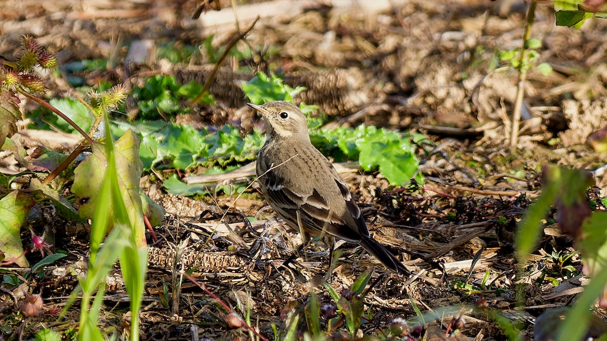 Pipit d'Amérique - ML644163141
