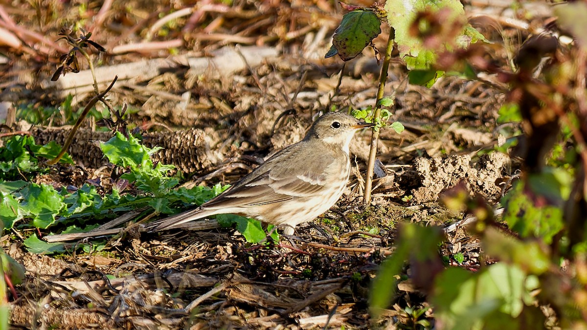 Pipit d'Amérique - ML644163142