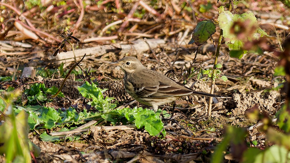 Pipit d'Amérique - ML644163143