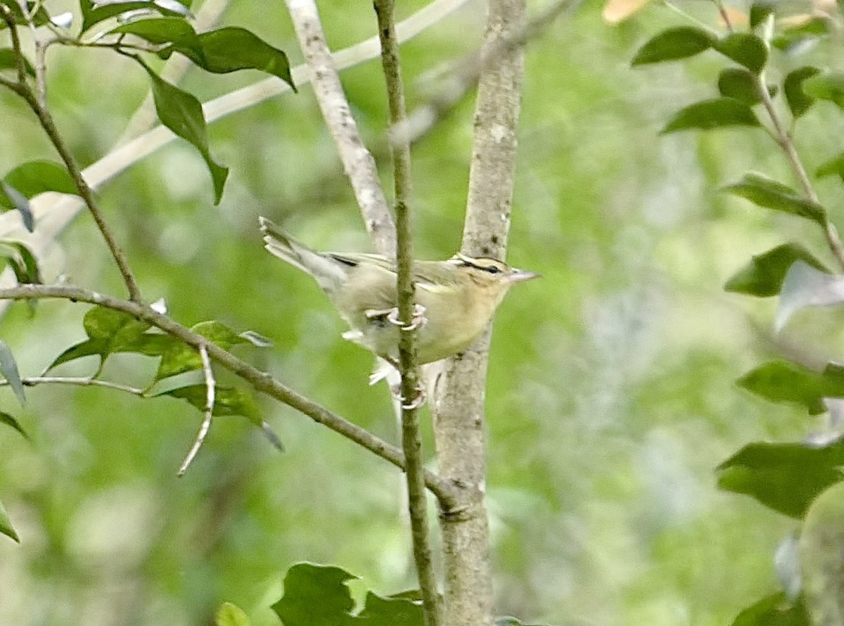 Worm-eating Warbler - ML644163144