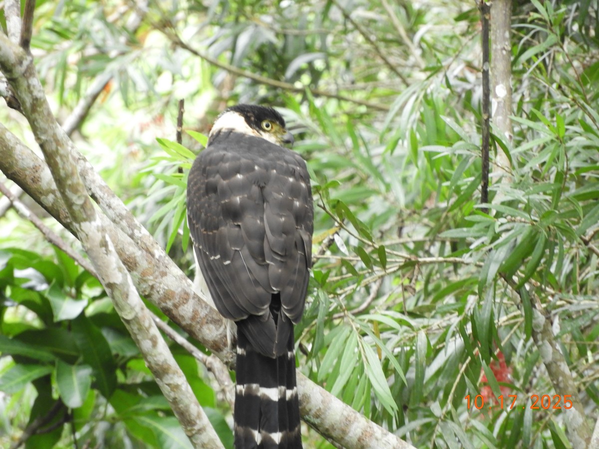 Bicolored Hawk - ML644163145