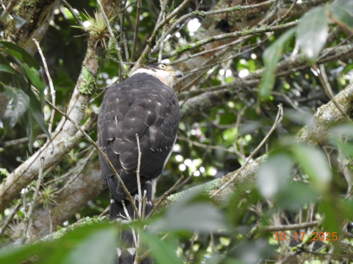 Bicolored Hawk - ML644163146