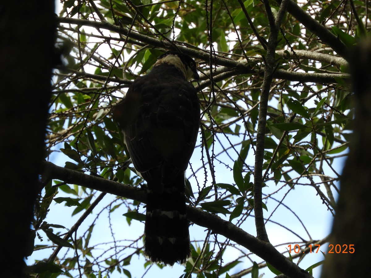 Bicolored Hawk - ML644163147