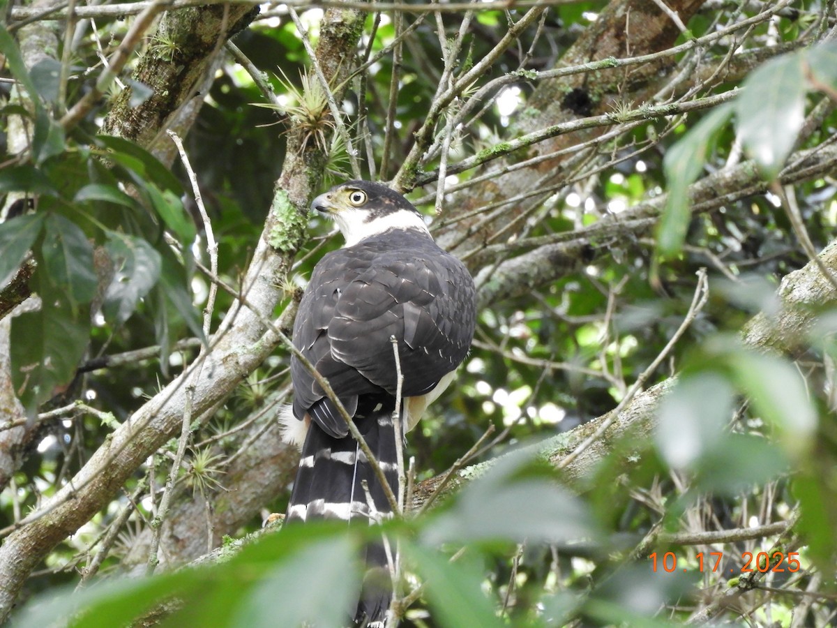 Bicolored Hawk - ML644163148