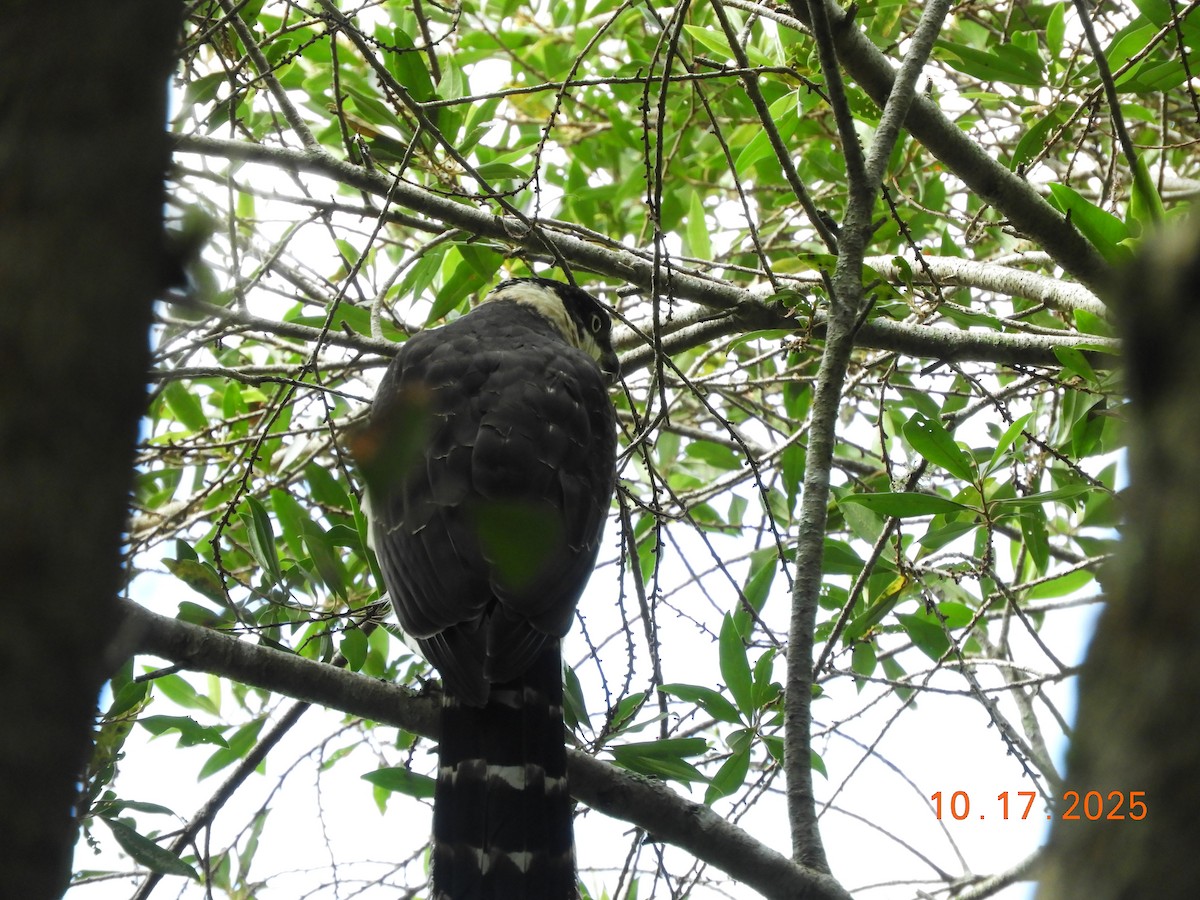 Bicolored Hawk - ML644163149