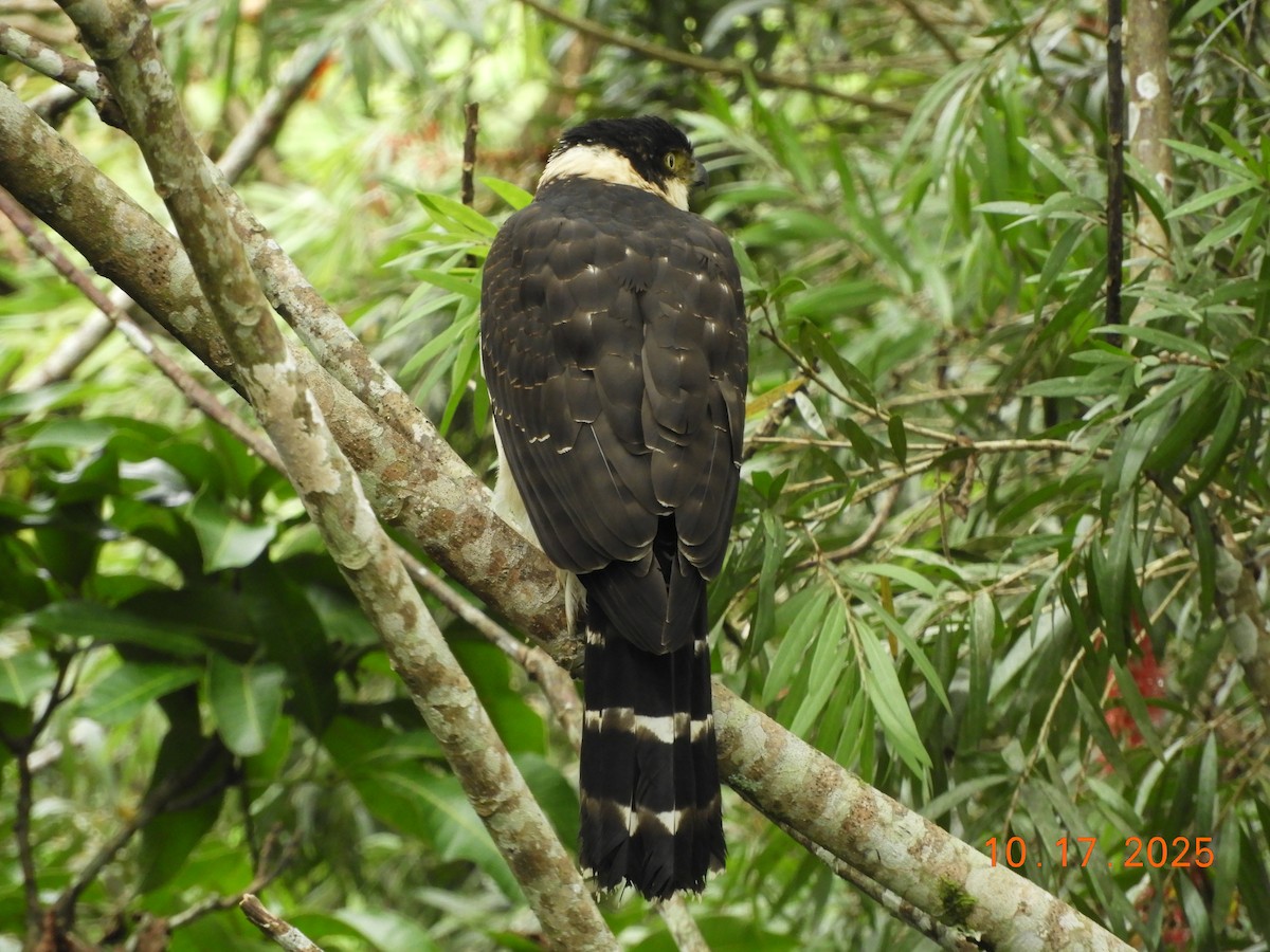 Bicolored Hawk - ML644163150