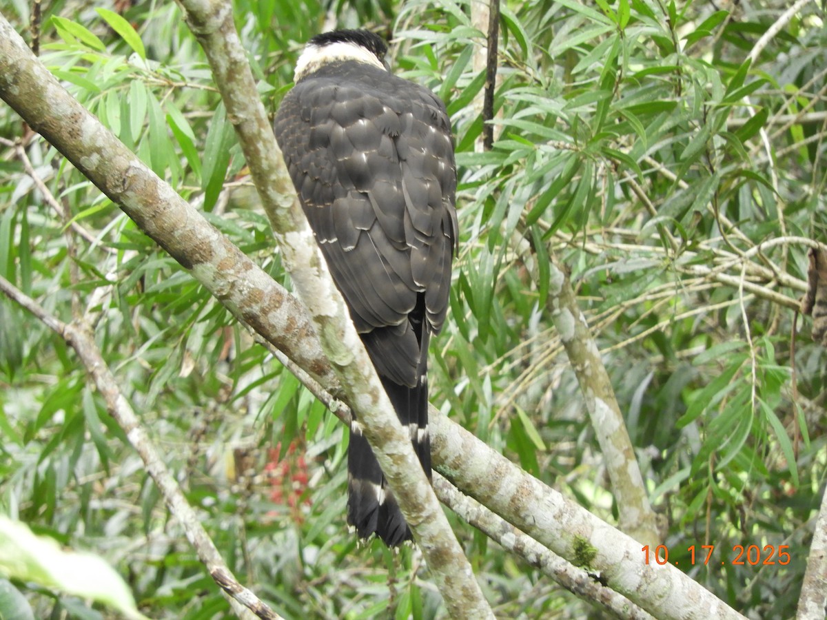 Bicolored Hawk - ML644163151