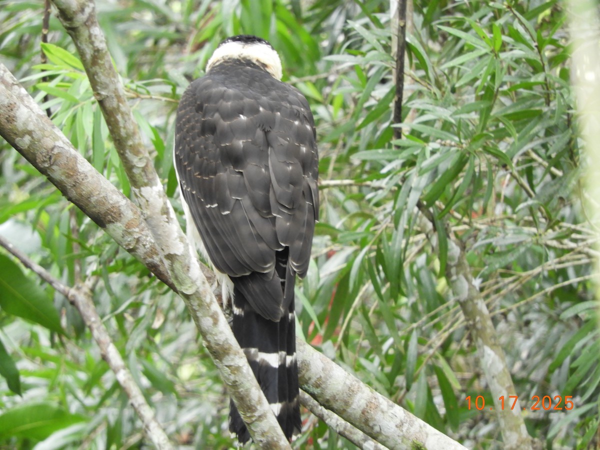 Bicolored Hawk - ML644163152