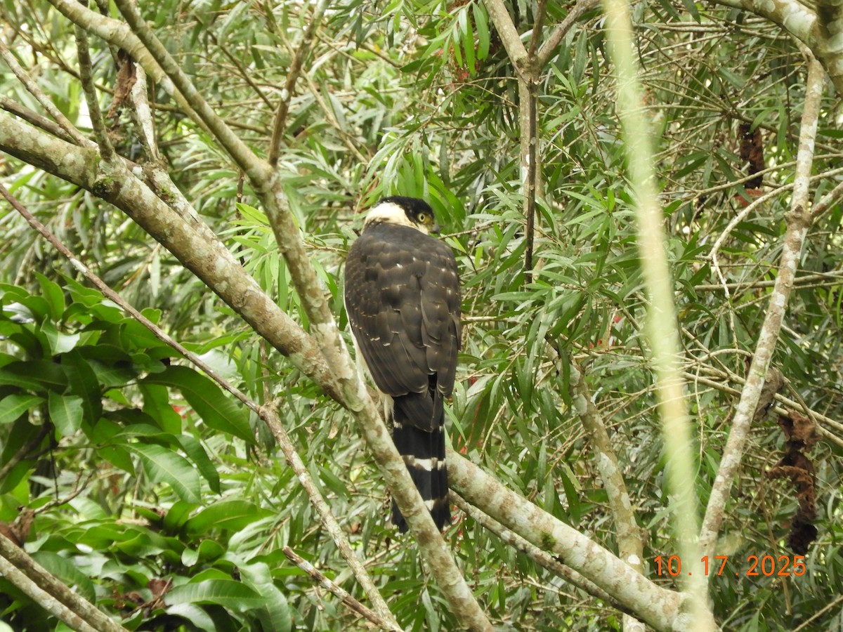Bicolored Hawk - ML644163153