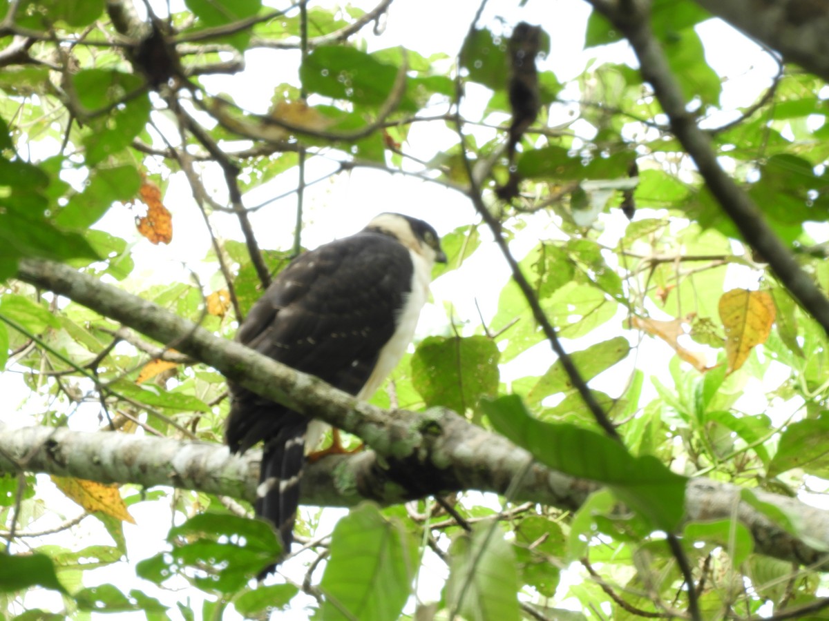 Bicolored Hawk - ML644163154