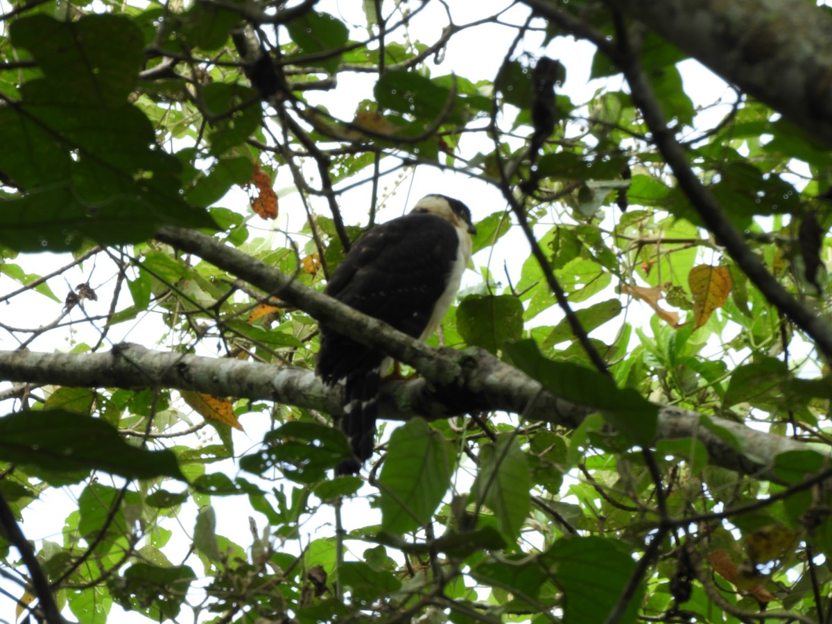 Bicolored Hawk - ML644163155