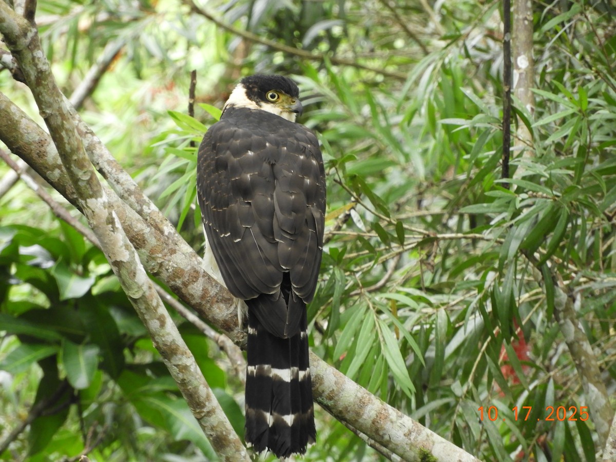 Bicolored Hawk - ML644163156