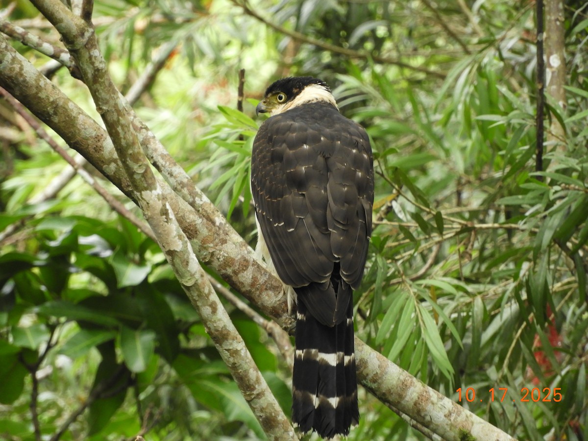 Bicolored Hawk - ML644163158