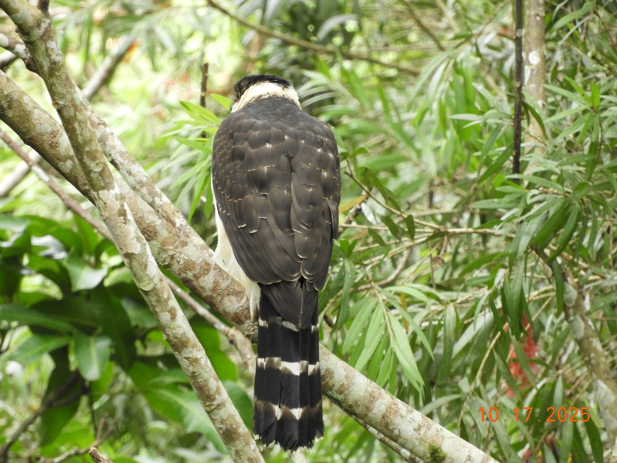 Bicolored Hawk - ML644163159