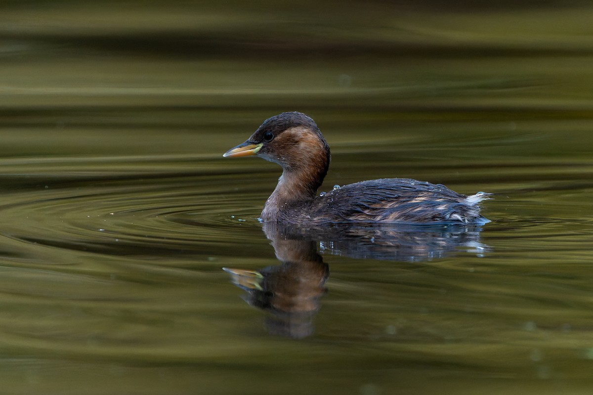 Grèbe castagneux - ML644163196