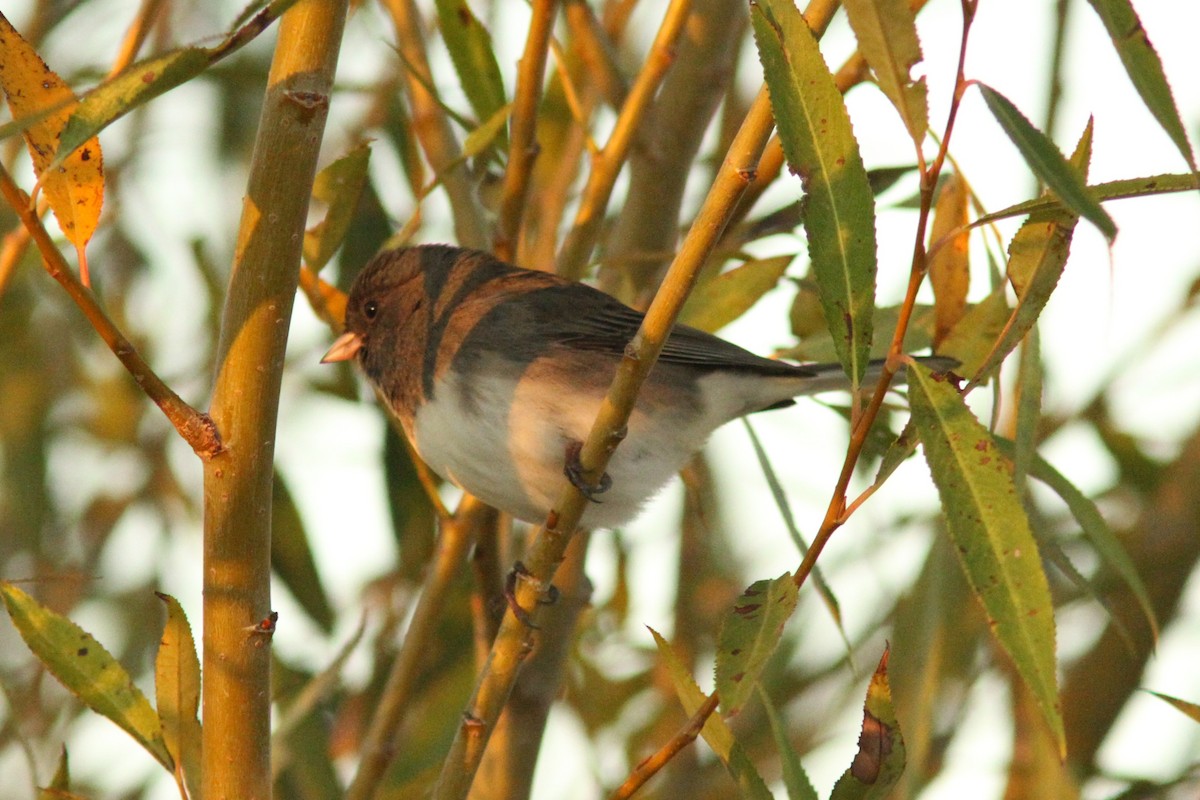 Junco ardoisé - ML644163230
