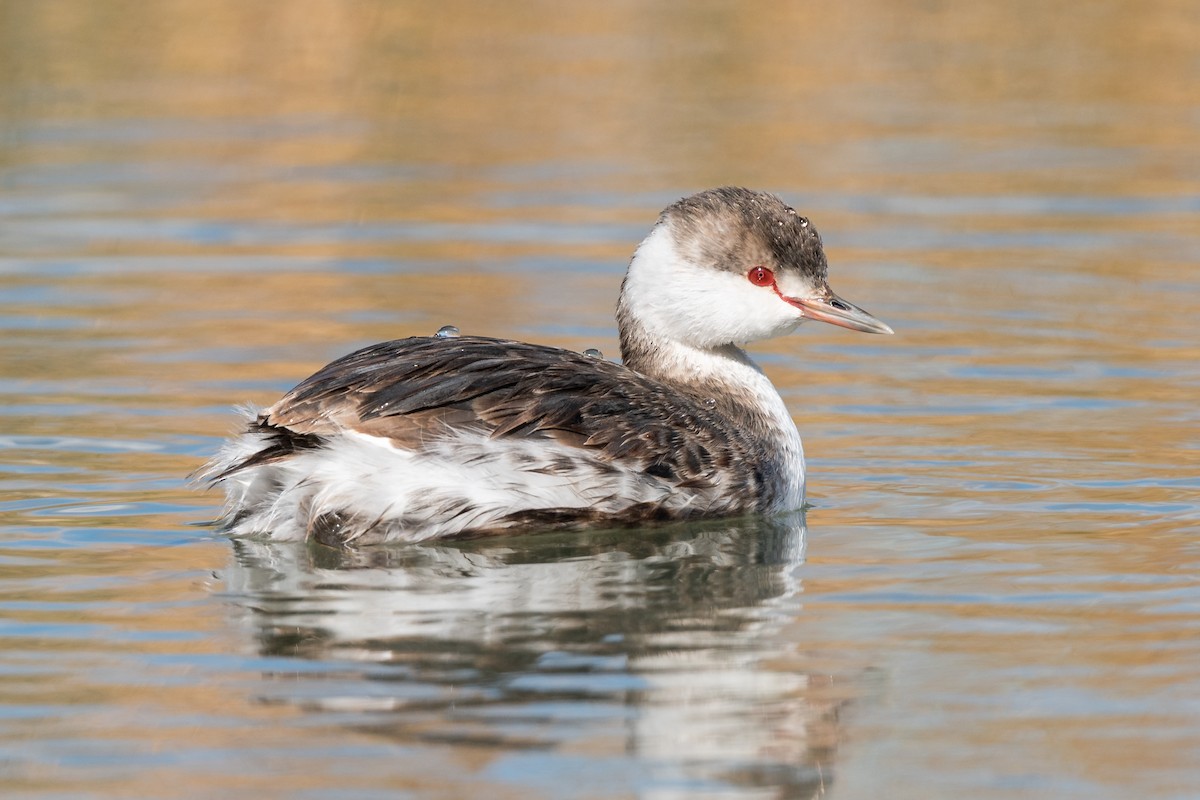 Ухаа шунгуур - ML644163232