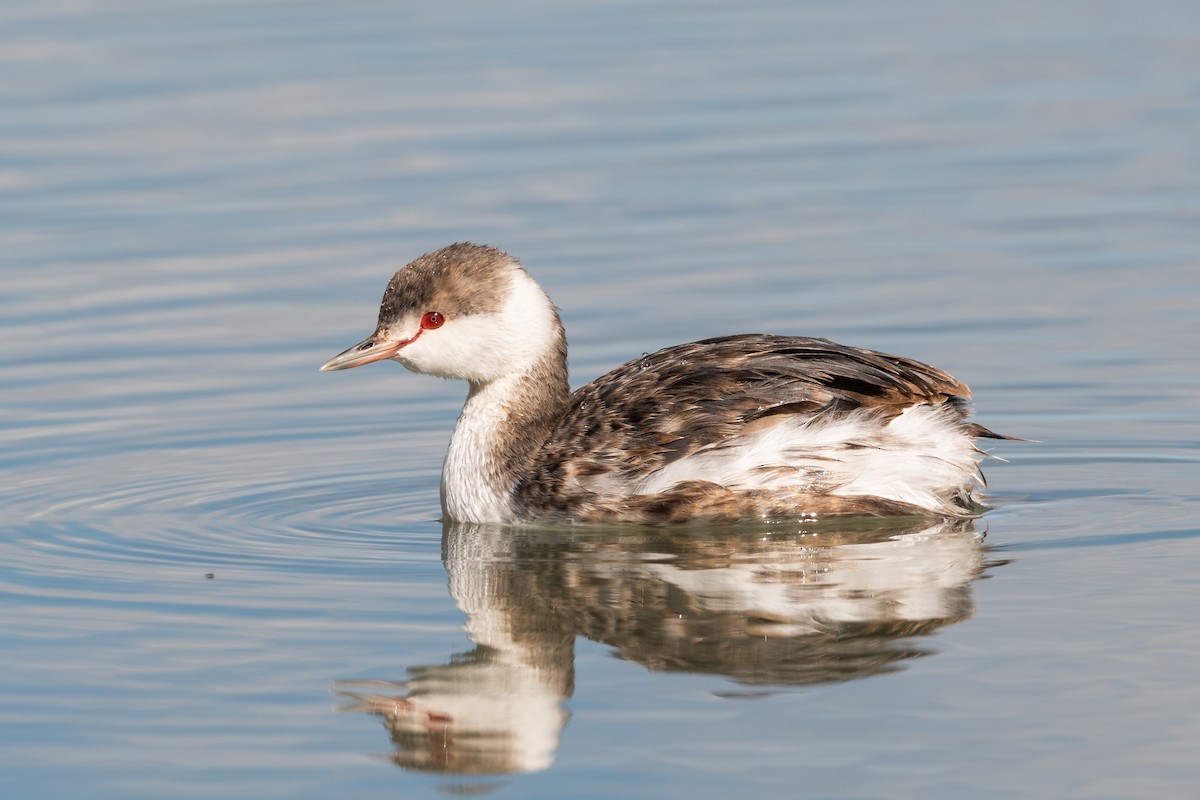 Ухаа шунгуур - ML644163234