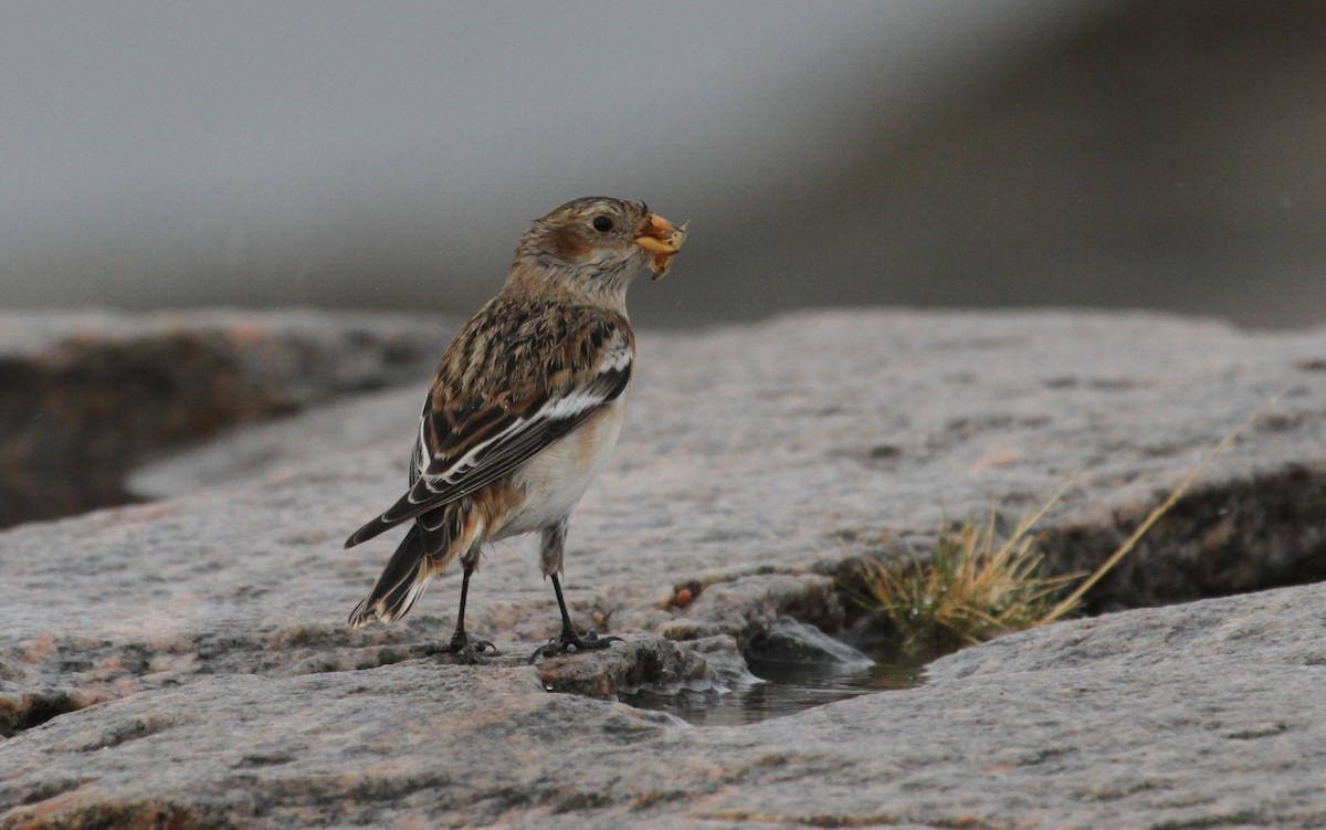 Цасч хөмрөг - ML644163281