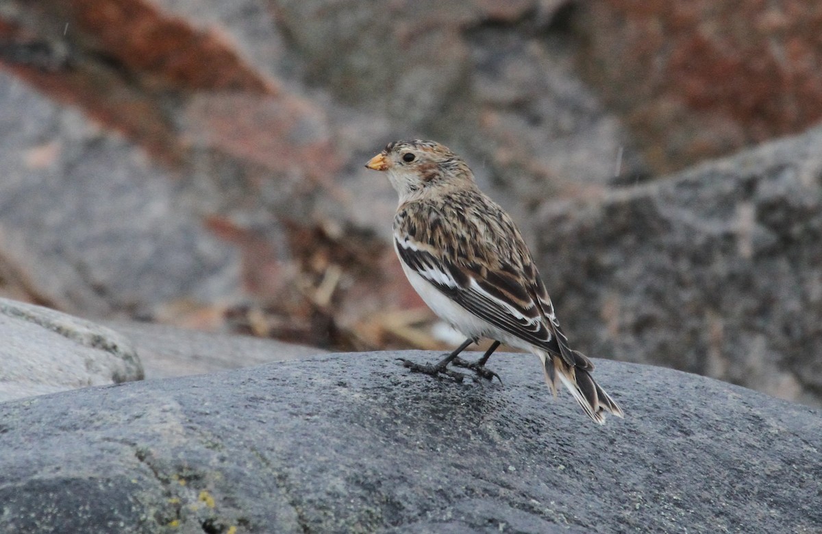 Цасч хөмрөг - ML644163282