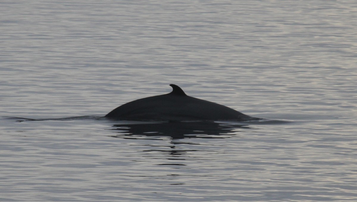 Mammals - ML644163288