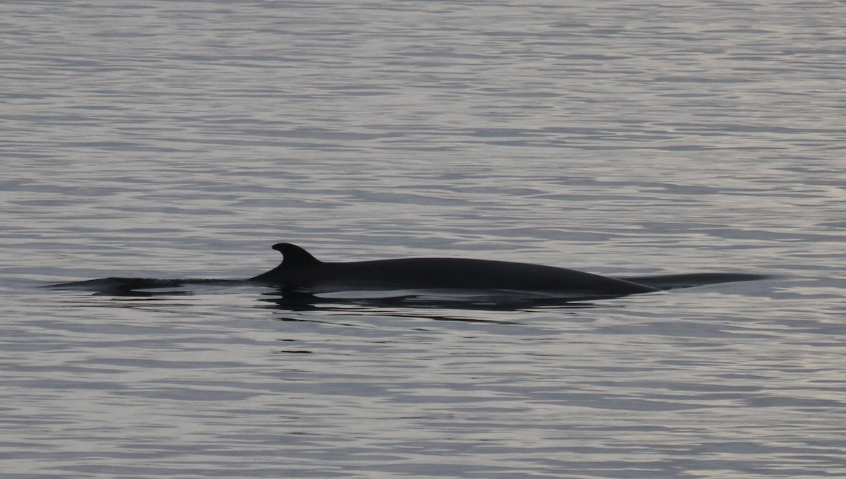 Mammals - ML644163289