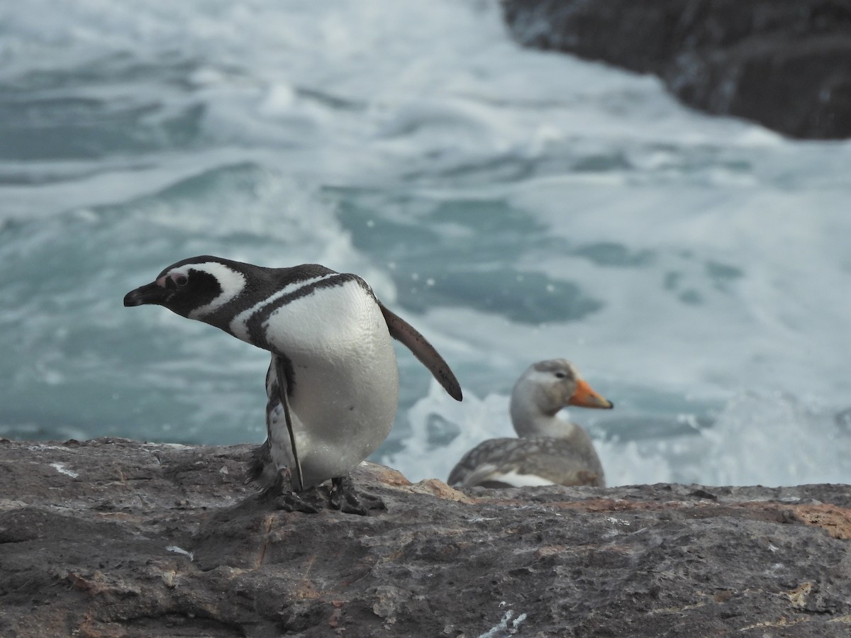 Magellanic Penguin - ML644163386