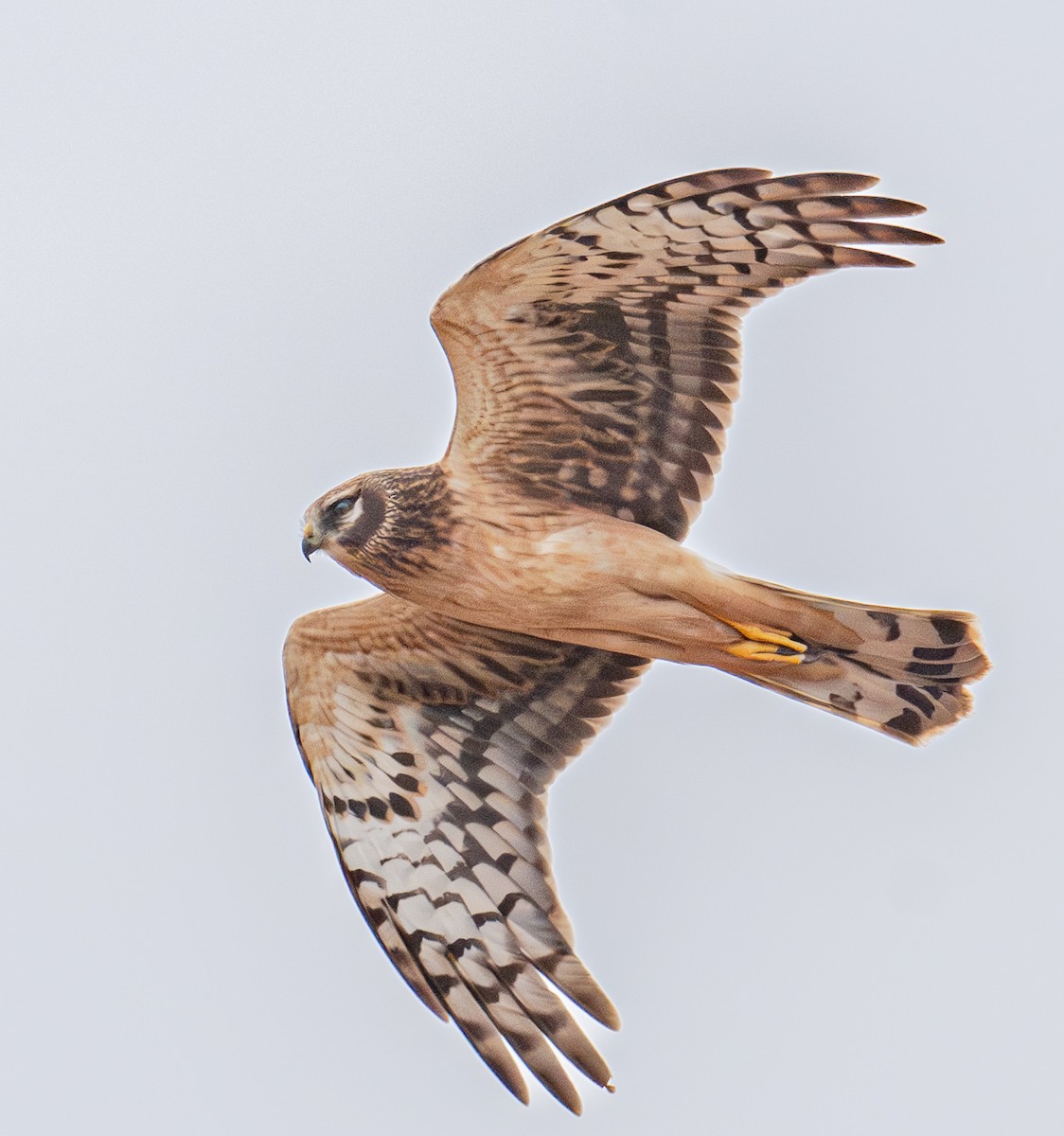 Northern Harrier - ML644163397