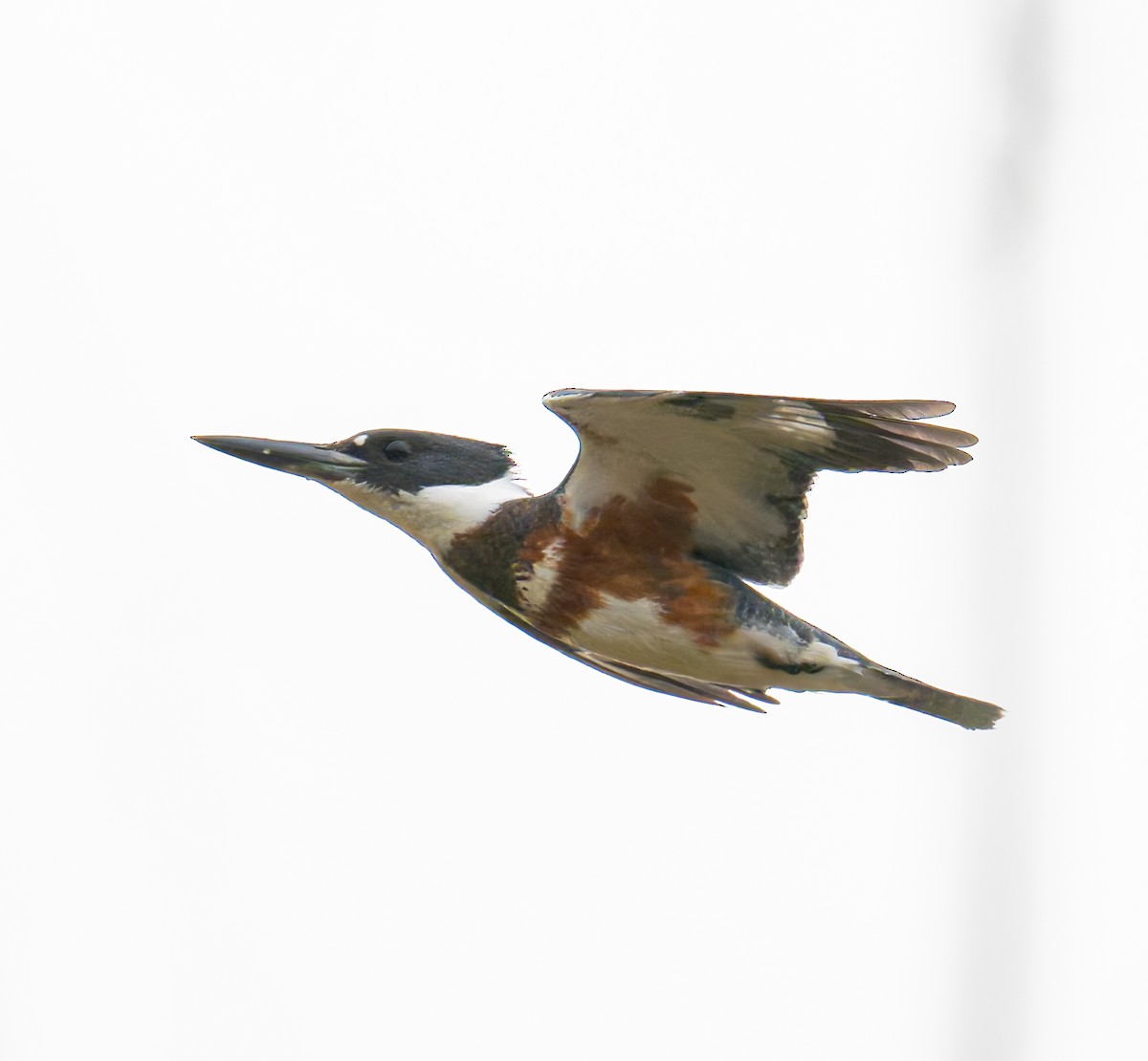 Belted Kingfisher - ML644163412