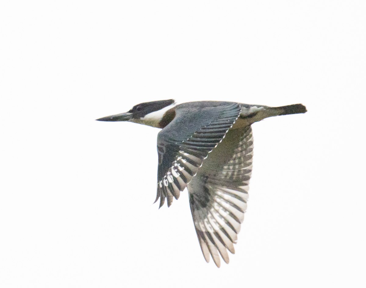 Belted Kingfisher - ML644163413