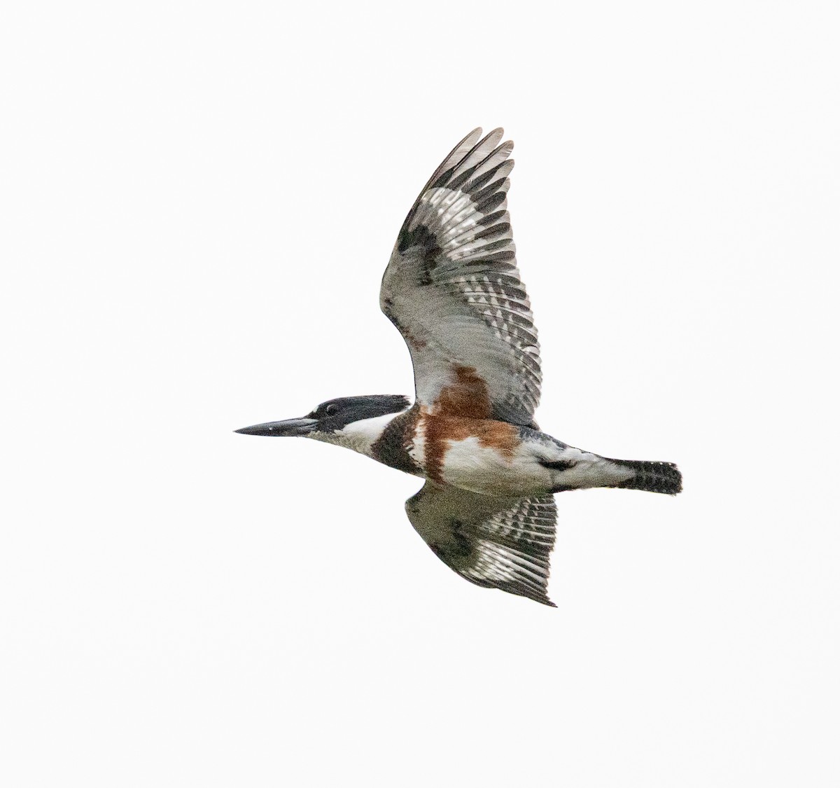 Belted Kingfisher - ML644163414