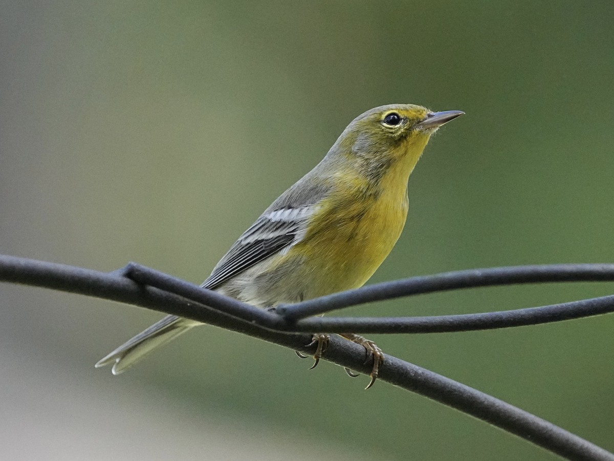 Pine Warbler - ML644163418