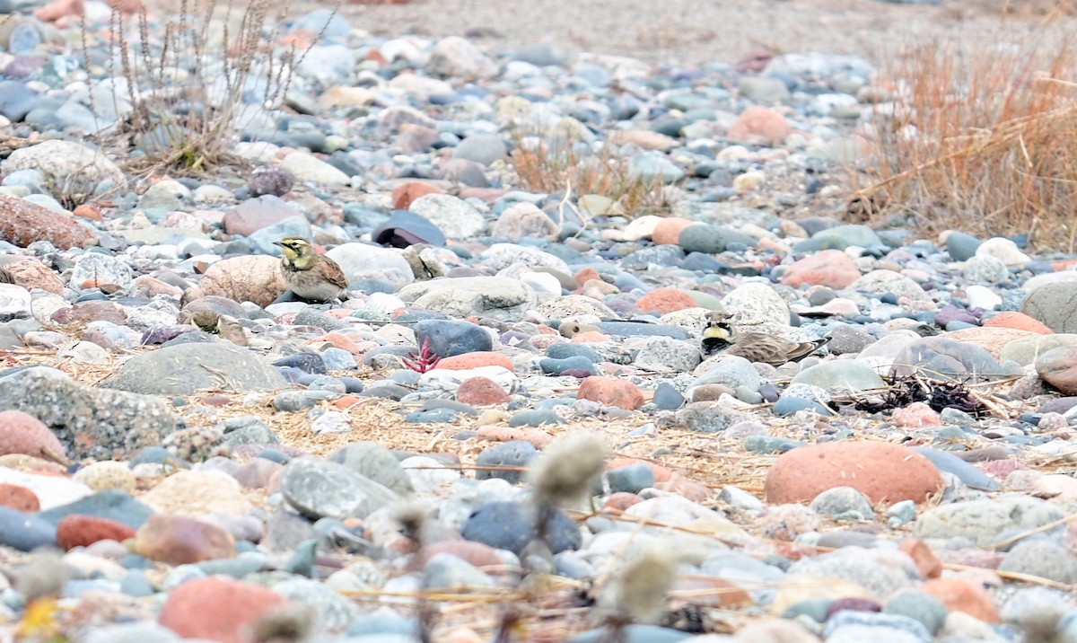 skřivan ouškatý - ML644163422