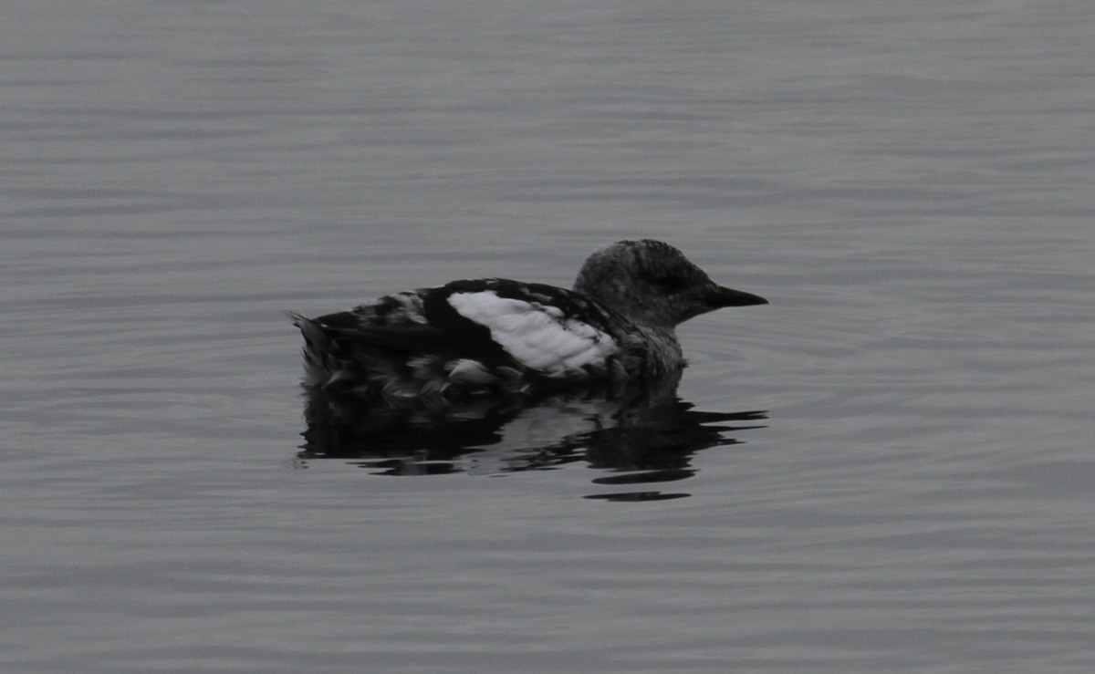 Black Guillemot - ML644163423