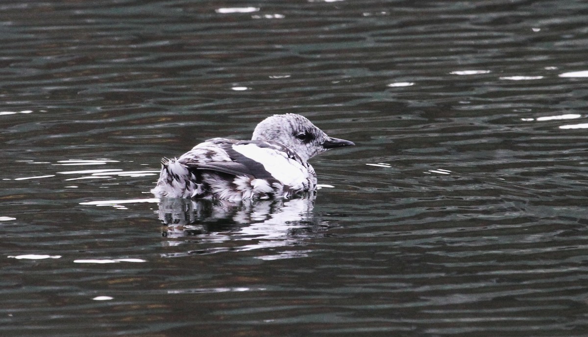 Black Guillemot - ML644163424