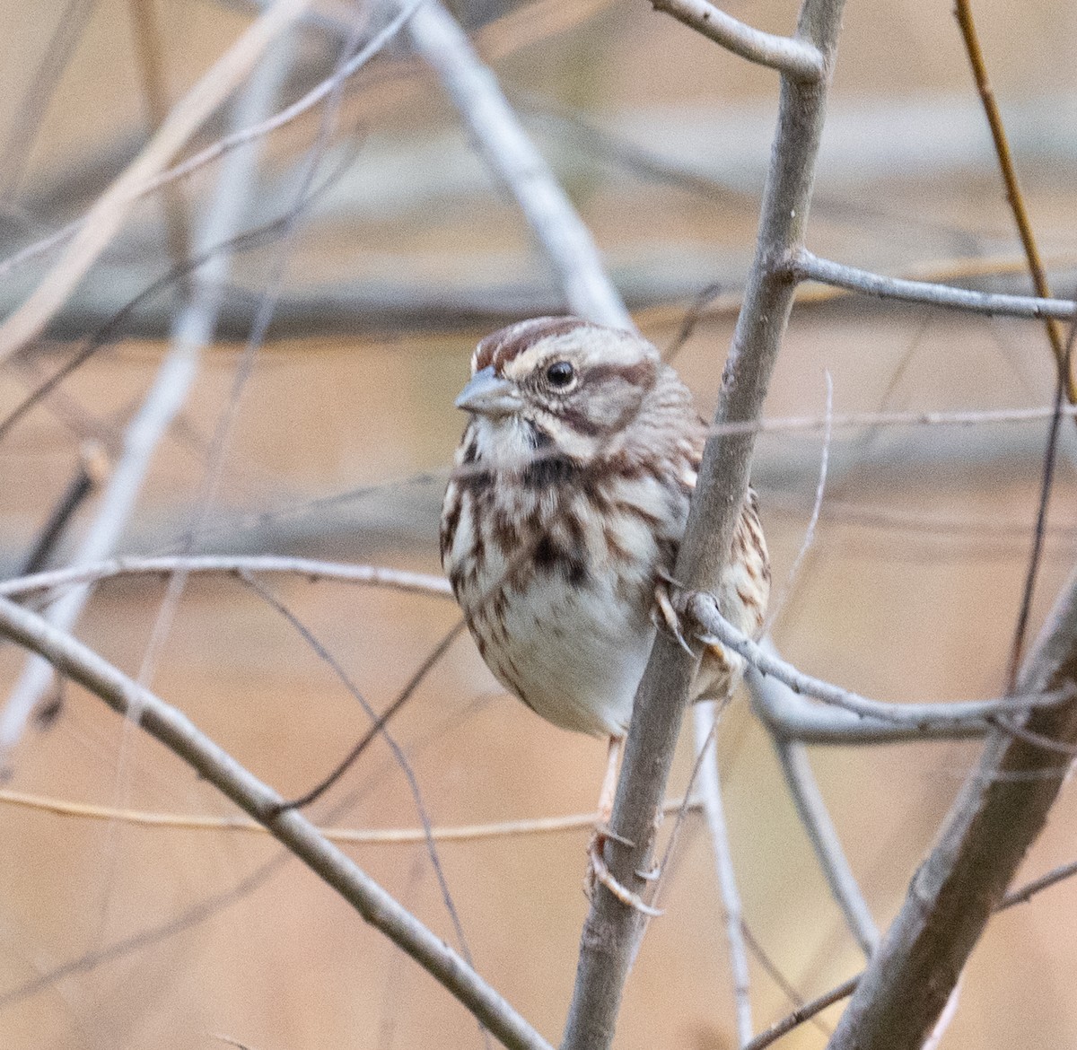 Song Sparrow - ML644163428