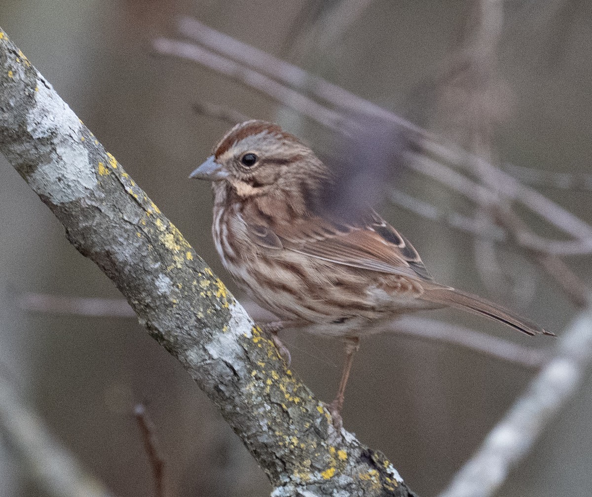 Song Sparrow - ML644163429