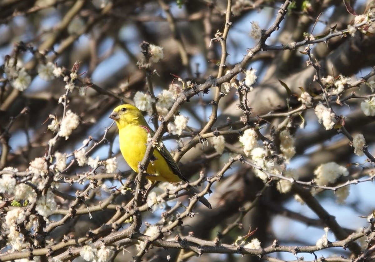 Sarı İskete - ML644163431