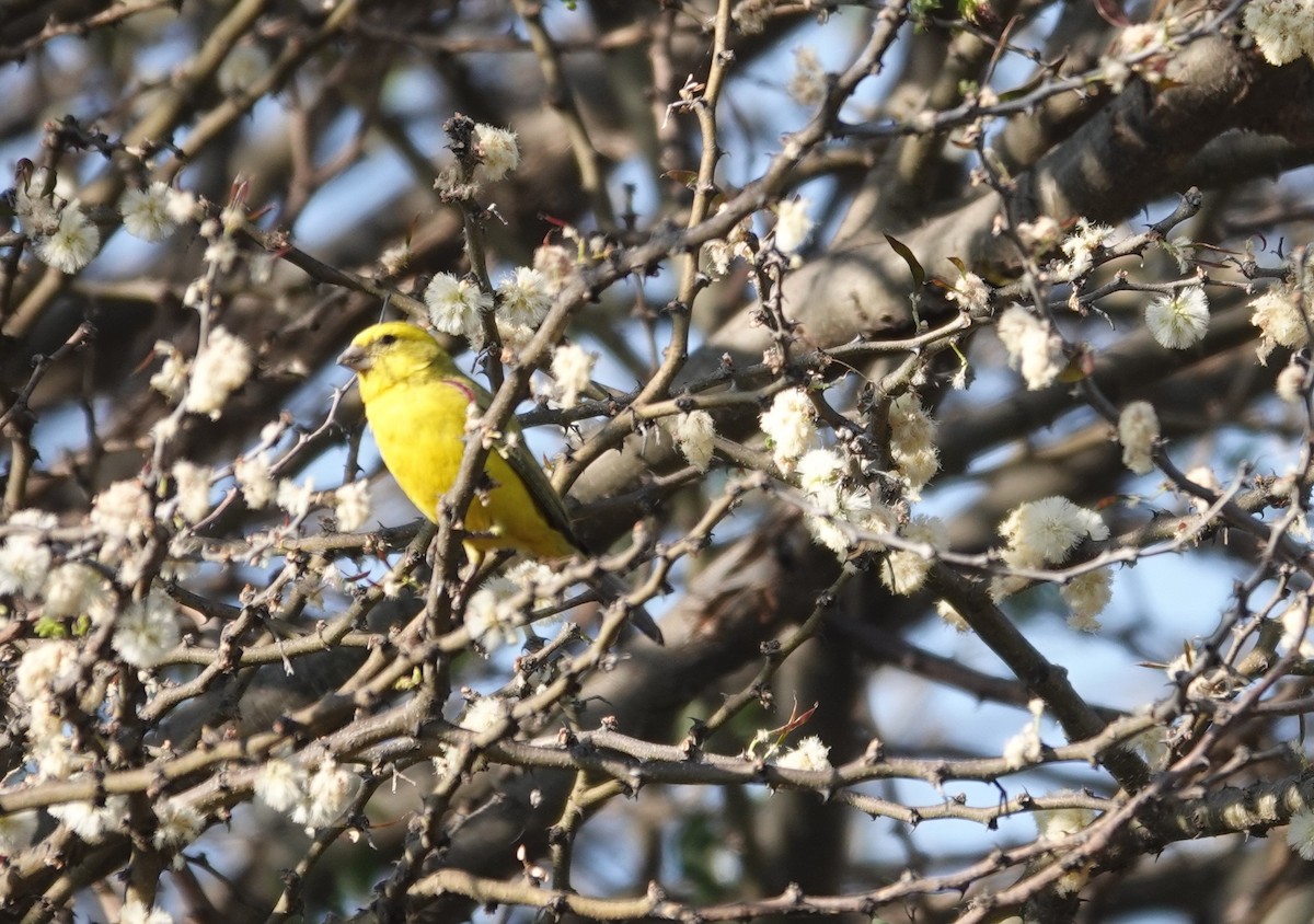 Sarı İskete - ML644163433