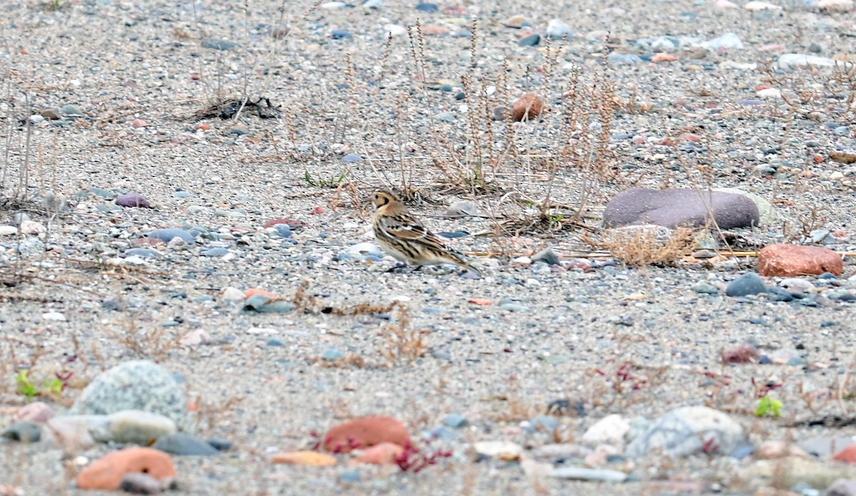 ostružka severní - ML644163434