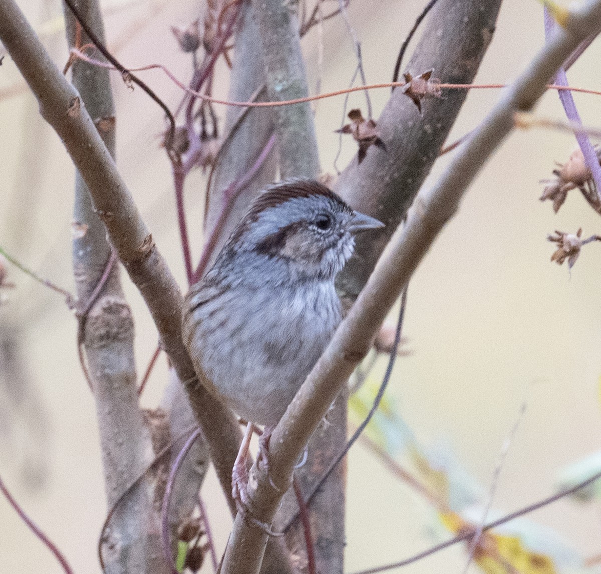 Swamp Sparrow - ML644163435
