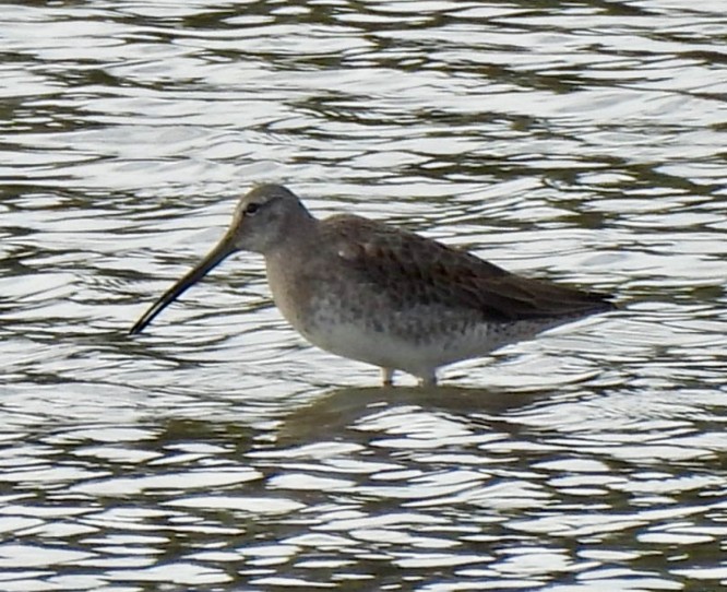 長嘴半蹼鷸 - ML644163458