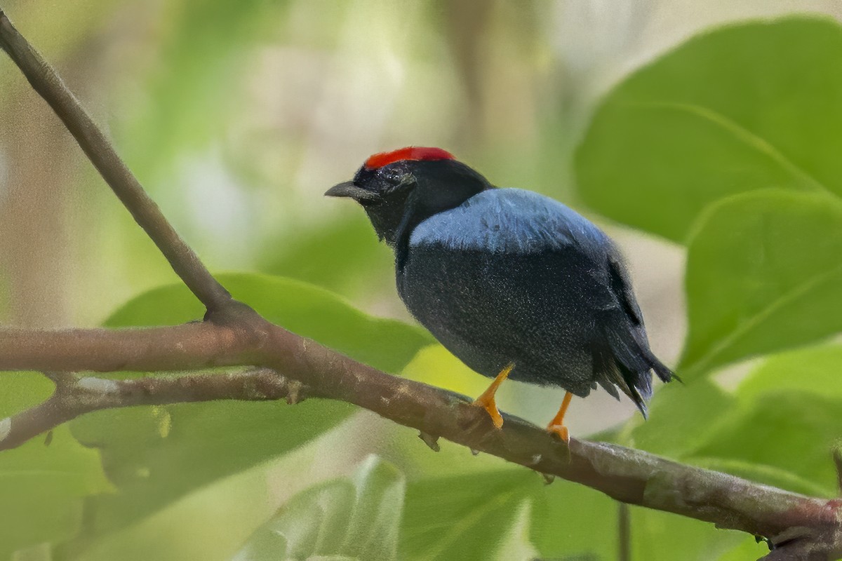 Lance-tailed Manakin - ML644163464