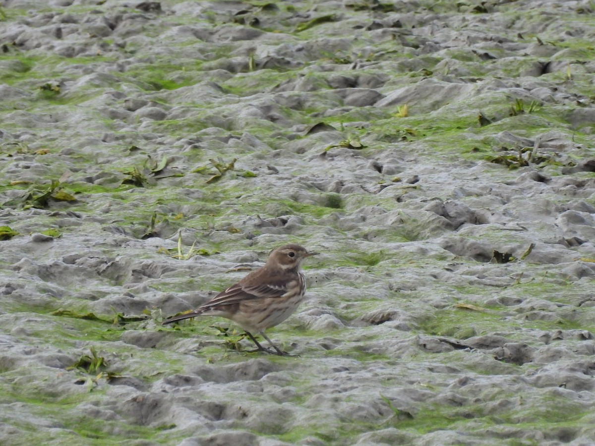 American Pipit - ML644163469