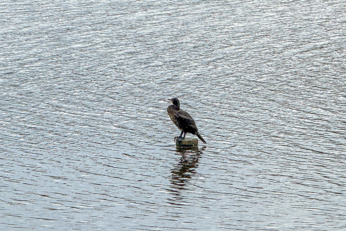 Cormorano - ML644163483